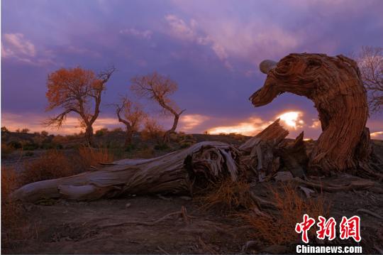 胡楊樹挺拔高大，蒼勁古樸，素有“生而不死一千年，死而不倒一千年，倒而不朽一千年”的美譽(yù)?！↓嫴?攝