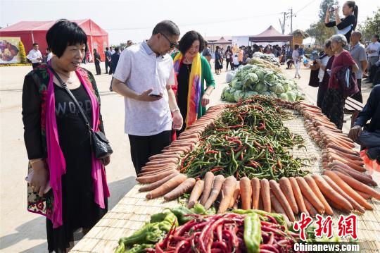 今秋，林莊村的蔬菜獲得豐收?！⊥跬?攝