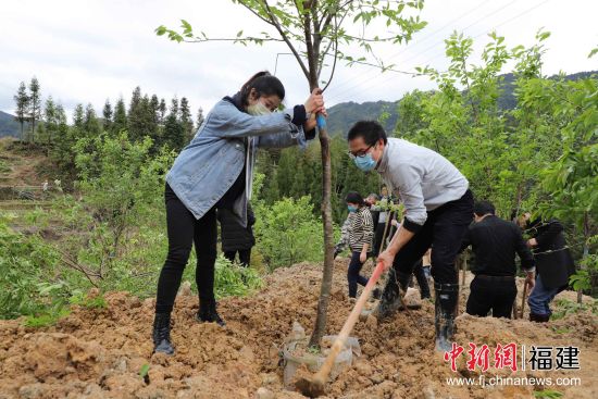 圖為機關(guān)干部職工三兩協(xié)作，揮鍬鏟土、扶苗培土。黃起青 攝