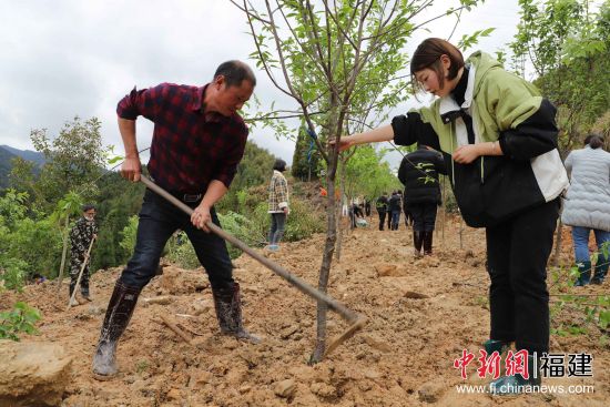 圖為機關(guān)干部職工三兩協(xié)作，揮鍬鏟土、扶苗培土。黃起青 攝副本