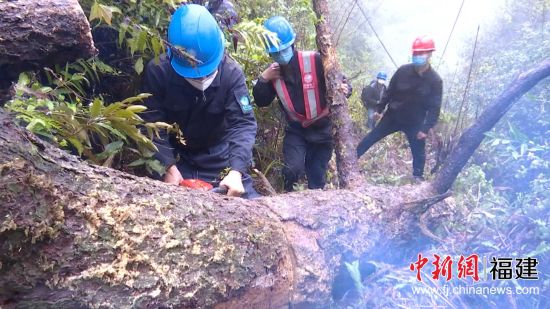 國網(wǎng)寧化縣供電公司對壓到10千伏供電線路的倒伏百年枯木緊急處理。羅健雄 攝