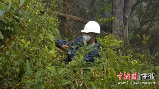 國網(wǎng)寧化縣供電公司對被百年枯木壓到的10千伏供電線路緊急搶修。羅健雄 攝